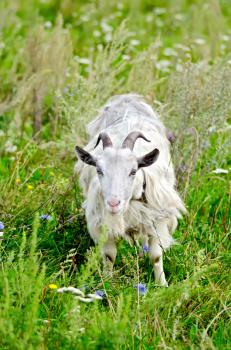Goat white on a background pasture with green grass and flowers