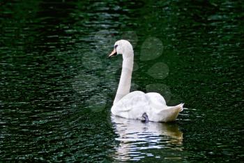 White swan on a background of green water pond