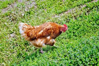 Brown chicken on green grass background