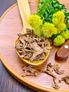 Spoon with dry roots of Rhodiola rosea, knife, fresh flowers and leaves of Rhodiola rosea on a wooden tray on a dark wooden board