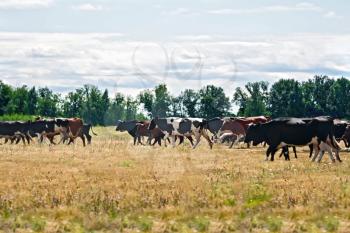 A herd of black and white and brown cows on the background of grass, trees and sky