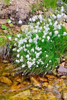 Eriophorum angustifolium on the bank of the river against the background of rocks and water