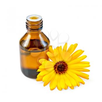 Dark bottle with aromatic oil, marigold yellow flower isolated on white background
