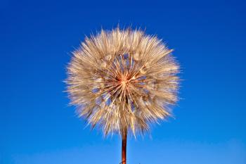 Tragopogon pratensis with flying seeds against the blue sky