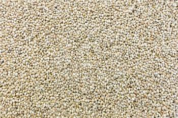 Hemp seeds in the form of a fine texture