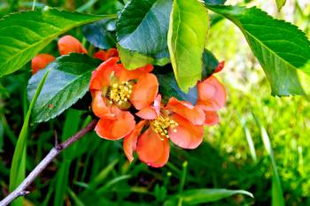 Red flowers of quince on a background of green grass and leaves