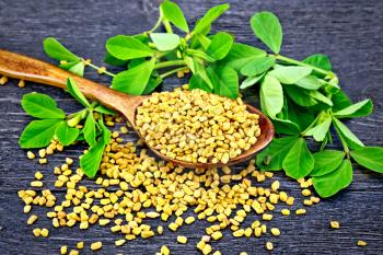 Fenugreek seeds in a spoon and on a table with green leaves on a wooden plank background