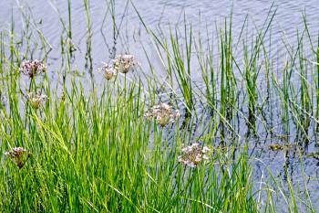 White and pink Butomus umbellatus flowers with green leaves against the background of the lake water