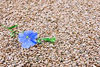 Blue flax flower against a background of brown linen seeds