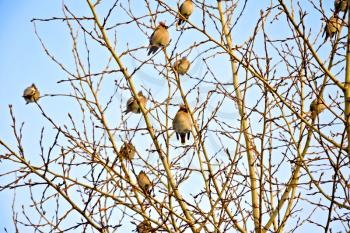 A flock of Bohemian waxwings (Bombycilla garrulus) on the branches of poplar, lit by a spring sun against blue sky