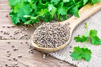 Coriander seeds in a spoon on burlap, green fresh cilantro on wooden board background