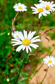 White camomiles Leucanthemum vulgare on a background of green grass and sand