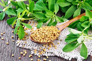 Fenugreek seeds in a spoon on burlap with green leaves on wooden board background