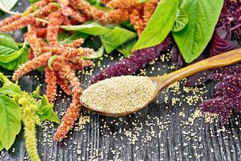 Amaranth groats in a spoon, red, burgundy and green inflorescences with leaves on a wooden board background