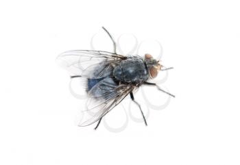 Royalty Free Photo of a Fly