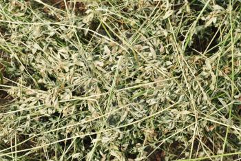 Royalty Free Photo of Dried Weeds