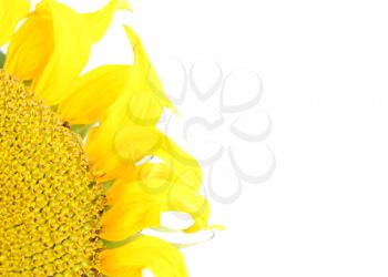 Royalty Free Photo of Part of a Sunflower