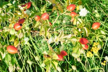 Royalty Free Photo of Rose Hips