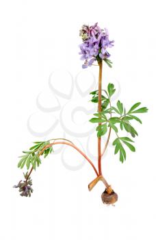 Royalty Free Photo of a Plant With a Purple Flower