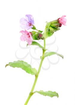 Royalty Free Photo of a Plant With Purple and Pink Flowers