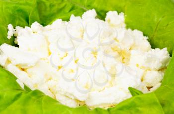 fresh cottage cheese and lettuce food background