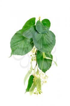 A flowers and foliage of linden is isolated on a white background 
