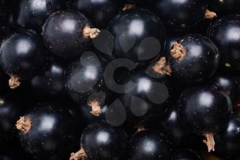  black currant as fine food Textured background