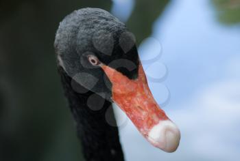 Head Shot of a Black Swan Cygnus atratus 