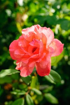 One red  rose  on  the  green background