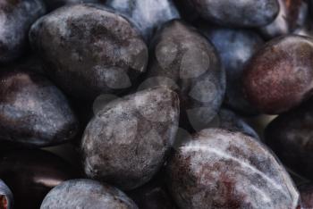fresh blue plums as food background 



