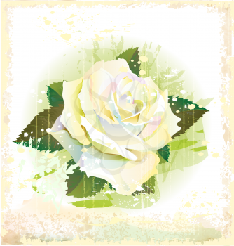 Royalty Free Clipart Image of a White Rose