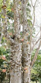 cannonball tree (Couroupita guianensis) 