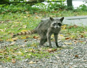 young raccoon posing in the middle of the jungle