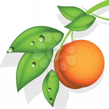 Royalty Free Clipart Image of a Peach on a Branch