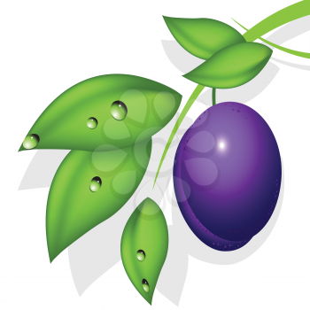 Royalty Free Clipart Image of a Plum on a Branch