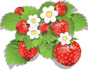 Royalty Free Clipart Image of a Strawberry Plant