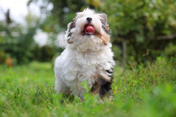 cheerful little tricolor puppy on a background of nature