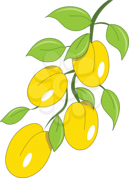 Stock Illustration Branch with Yellow Fruits on a White Background
