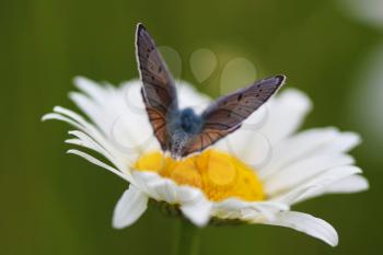 Yellow  flower Chamomile and butterfly on a green background