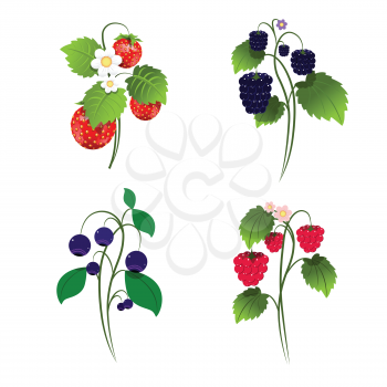 Illustration Set of Four Berry Bushes on White Background