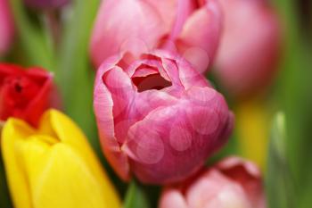 Beautiful bouquet varicoloured tulip on dark background
