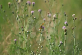 Royalty Free Photo of a Field of Weeds