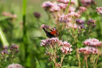 Royalty Free Photo of a Butterfly on Flowers