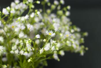 Royalty Free Photo of Daisies