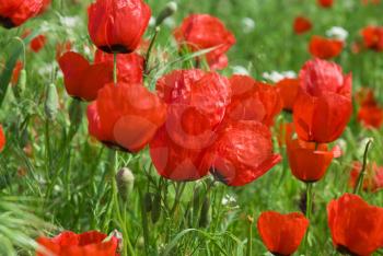 Royalty Free Photo of a Field of Poppies