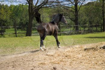 Royalty Free Photo of a Horse