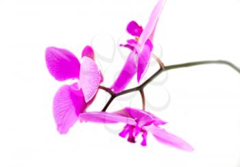 Royalty Free Photo of Orchids