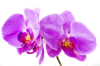 Royalty Free Photo of Orchids