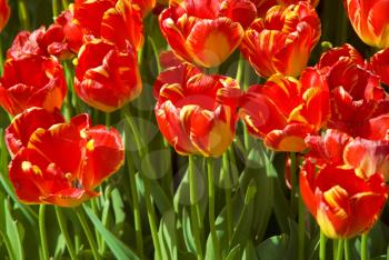 Royalty Free Photo of a Field of Flowers