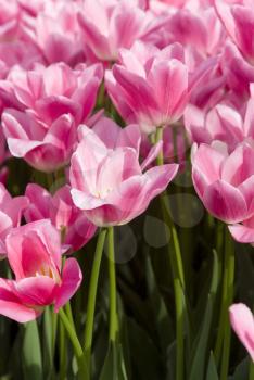 Royalty Free Photo of a Field of Flowers